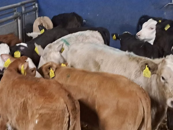 گاو و گوساله (گروه، جنسیت مشخص نشده), Simmental cattle