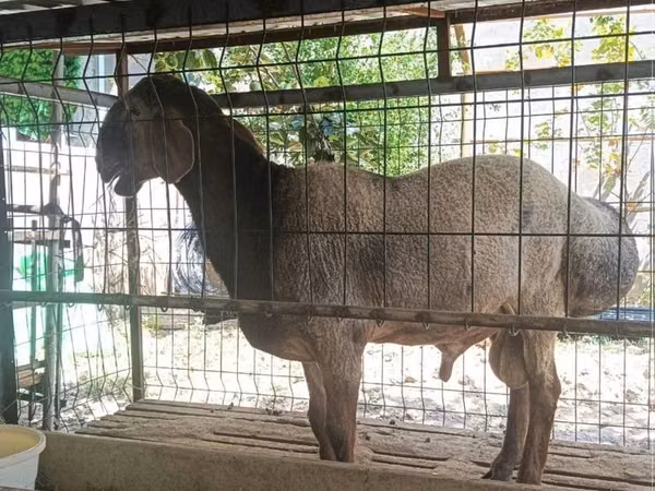 Ram, Sheep — Uzbekistan