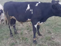 Bull, Holstein breed — photo 2
