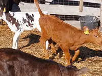 Говеда (партида, пол не е посочен), Simmental cattle — снимка 5