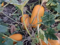 Продаю тыкву для животных — foto 4
