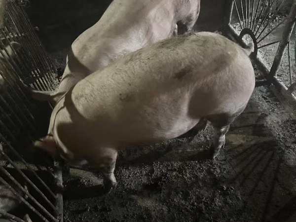 Boar, Pigs