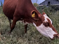Cow, Cattle — photo 4