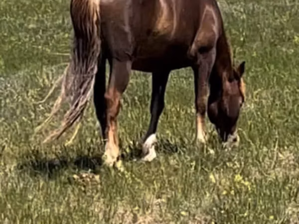 Mare, Kazakh horse — Kazakhstan