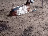 Goat, Nubian Goat — photo 1