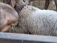 Sheep, Arashan sheep — photo 2