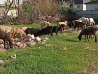 Խոյ, Hissar sheep — լուսանկար 8
