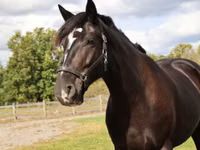Horse (M), Percheron — photo 4