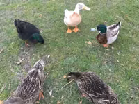 Muscovy domestica — foto 2