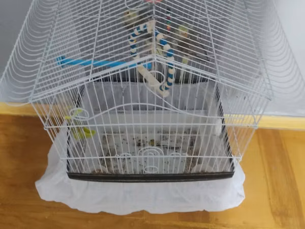 Nymph (kakadul, cockatiel) cütü və qəfəs dəsti - Növ: Nymph