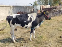 Cow, Russian Black pied cattle — photo 8