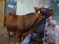 Bull, Cattle — photo 1