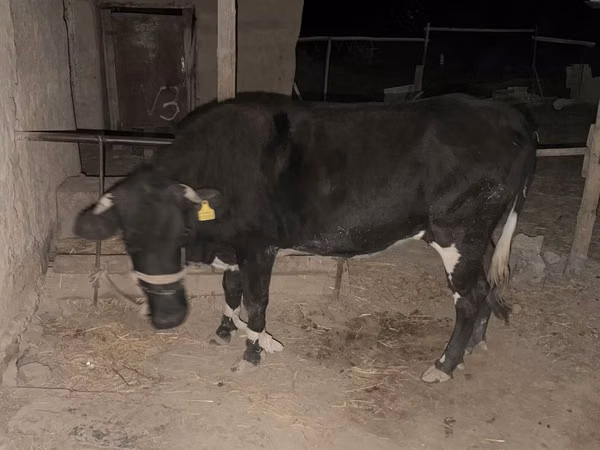 Cow, Latvian Blue cattle — Kazakhstan