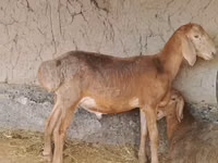 Ram, Arashan sheep — photo 1