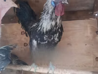 Chickens — foto 5
