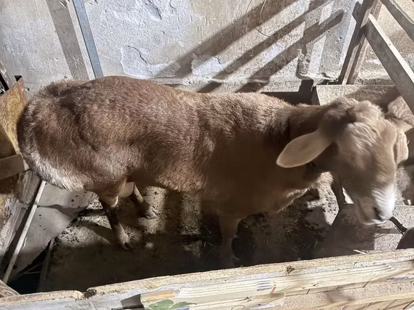 Kambing jantan, Sheep — Uzbekistan