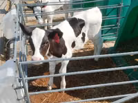 Banteng, Aberdeen-Angus — foto 5