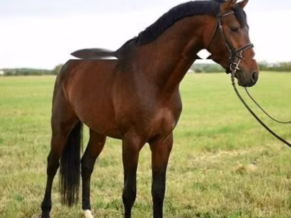 Hing, Thoroughbred horse