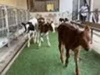 Bull, Cattle — photo 3