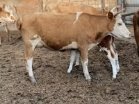 Үнээ, Simmental cattle — 3 зураг