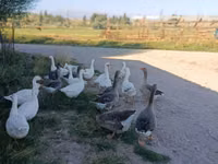 Geese — sawirka 4