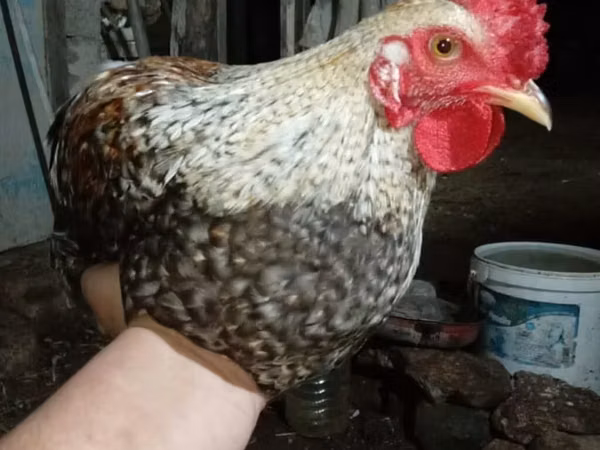 Chickens