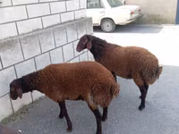 公羊, Sheep — 照片 1