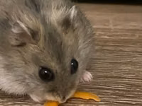 Cırtdan hamster və tam dəst qəfəs Məhsul təsviri: - Növ: cırtdan — fotografija 1