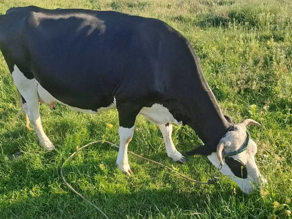 Cow, Russian Black pied cattle — Moldova
