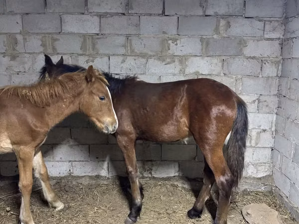 Horse (M), Horses — Kazakhstan