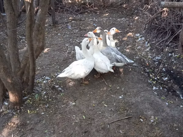 Geese — Asarbajan