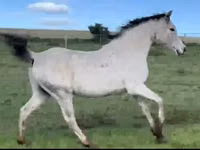 Kuda jantan, Arabian horse — foto 5