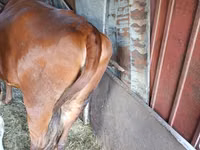 Cow, Cattle — photo 1