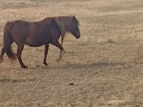 Mare, Horses — Kazakhstan