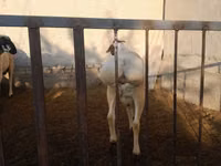 Billy Goat, Goats — photo 1