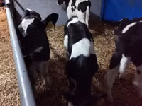 Byk, Russian Black pied cattle — zdjęcie 3