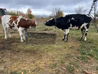 Cow, Russian Black pied cattle — photo 1
