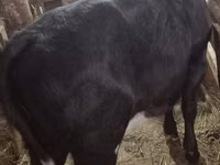 Cow, Cattle — photo 2
