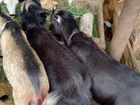 公山羊, Goats — 照片 2