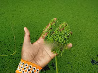 Azolla Seeds - 2000 Ml - Learn How to Grow Azolla From Us — zdjęcie 1