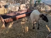 Ram, Sheep — photo 6
