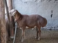 Ovan, Arashan sheep — fotografija 1