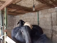 Kambing jantan, Sheep — foto 1