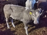 牛只（批次，未指定性别）, Simmental cattle — 照片 2
