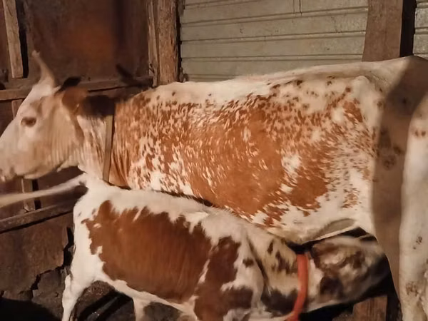 Cow, Latvian Blue cattle — Kazakhstan