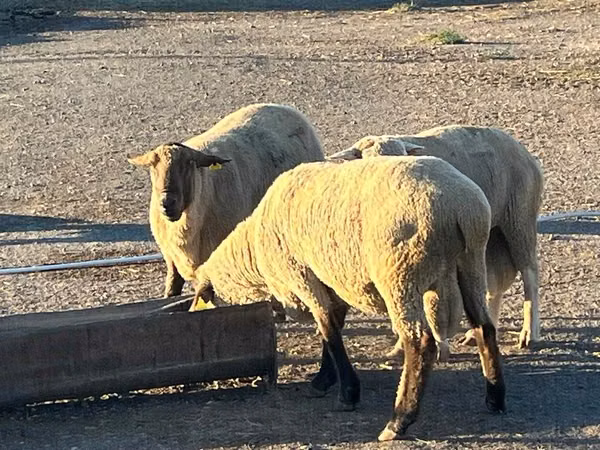 Ram, Hampshire sheep — Kazakhstan