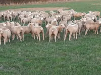 میش, Ile-de-France sheep — عکس 2