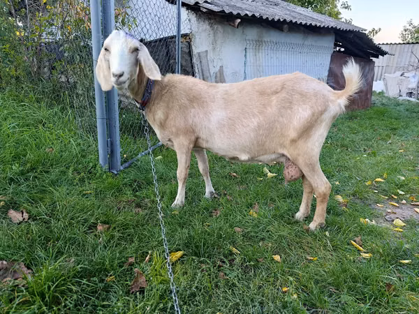 Sheep, Sheep — Moldova