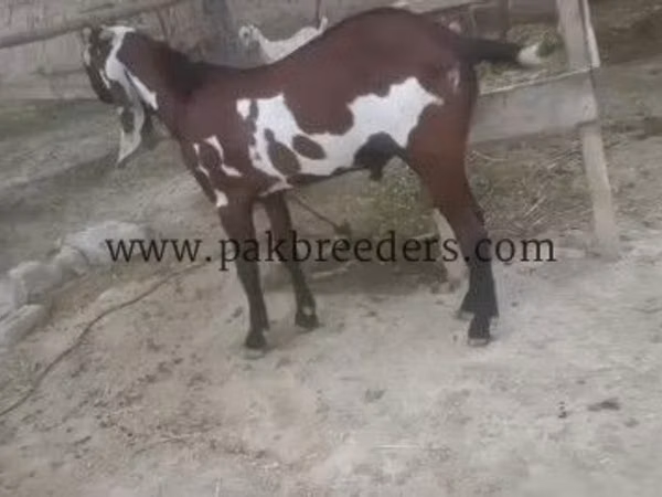 بز نر, Beetal goats — پاکستان