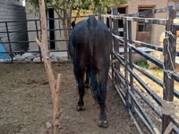 گاو و گوساله (گروه، جنسیت مشخص نشده), آبرادین-آنگوس — عکس 6